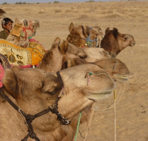 Camels in the Thar Dessert
